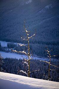 Trees on the side of a mountain, Canmore, Alberta, Canada
