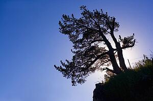 Silhouette of a tree, Canmore, Alberta, Canada