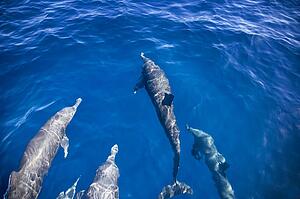 A pod of dolphins swimming