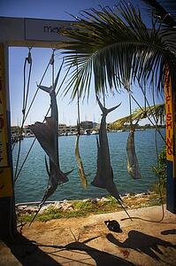 Swordfish, Mazatlan, Mexico