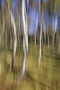 Silver Birch impression, Derbyshire, UK 