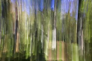 An abstract woodland impression, Derbyshire, UK