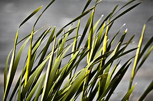 Closeup of blades of grass