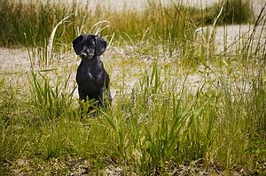 A dog sitting in tall grass