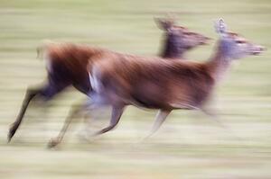 Running deer 