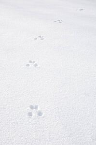 Paw prints in the snow