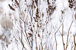 Plants in winter