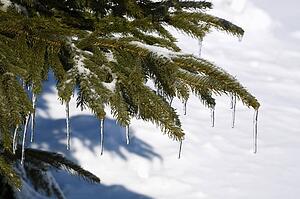 Branches of evergreen tree with icicles
