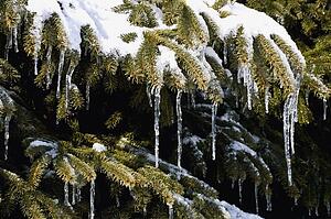 Snowy branches of evergreen tree