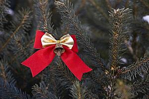 Bow on an evergreen tree