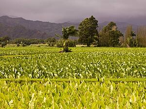 Field, Kaui, Hawaii 
