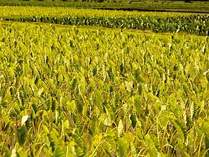 Field, Kaui, Hawaii 