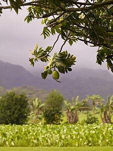 Field and trees in Kaui, Hawaii