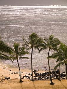 Palm trees and beach, Kaui, Hawaii 