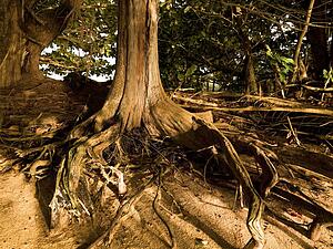 Tree with roots