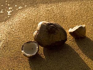 Coconut on beach sand