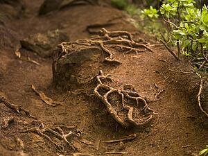 Roots, Napali Coast State Park, Kauai, Hawaii