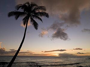 Palm tree, Kauai, Hawaii 