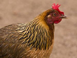 Rooster