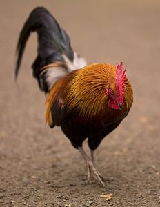 Rooster