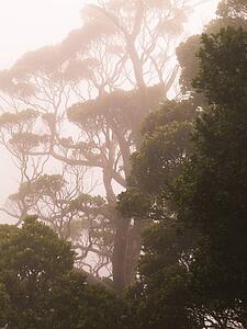 Waimea Canyon State Park, Kauai, Hawaii 