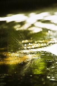 A piece of dandelion fluff on a puddle