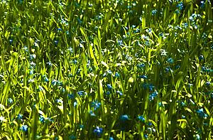 Tiny blue flowers