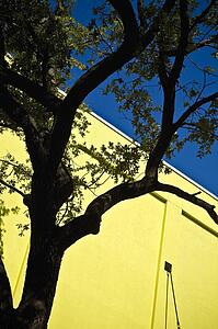 A tree and a yellow wall
