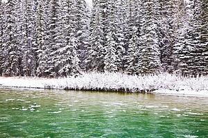 A tree-lined river in the winter