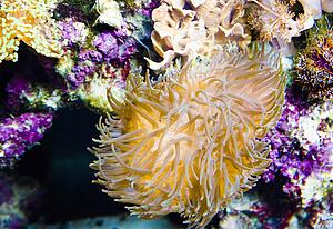 Underwater colors