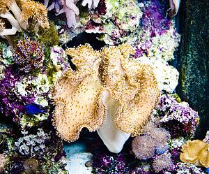 Underwater colors
