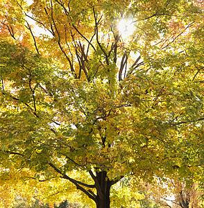Maple tree in autum with colorful leaves.