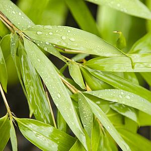 Close-up of bamboo leaves with water droplets on them. 