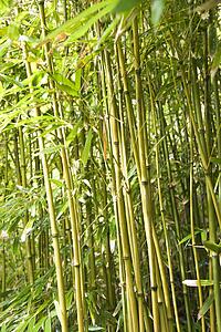 Group of bamboo stalks. 