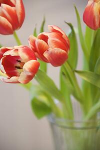Red and yellow tulips in vase