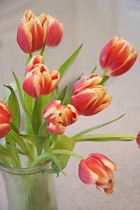 Red and yellow tulips in vase