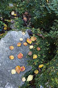 Colorful leaves on rock sorrounded by foliage.