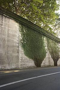 Ivy plants climbing up cement wall along roadside in Sydney, Australia