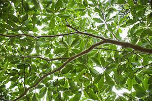 Low angle view of tree with backlit leaves in Daintree Rainforest, Australia
