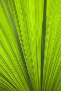 Close up of plant leaf detail, Daintree Rainforest, Australia