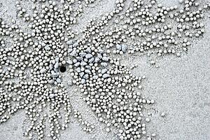 Close up of small pebbles and hole in sand made by crab in Daintree Rainforest, Australia