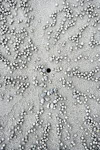 Close up of small pebbles and hole in sand made by crab in Daintree Rainforest, Australia