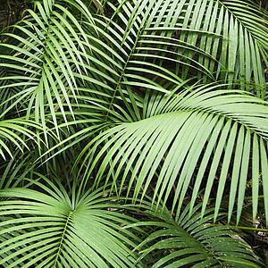 Tropical plant fronts in Daintree Rainforest, Australia