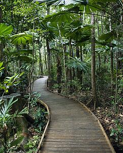 Wooden boardwalk through forest in Daintree Rainforest, Australia