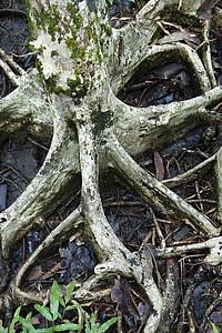 Roots of tree spreading out in wet ground in Daintree Rainforest, Australia