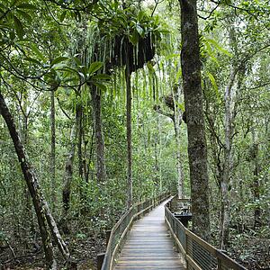 Wooden walkway in Daintree Rainforest, Australia.