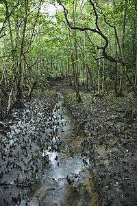 Small stream in Daintree Rainforest, Australia