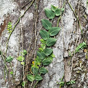 Plants and vines attached to tree bark in Daintree Rainforest, Australia
