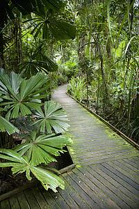Wooden walkway through lush plants in Daintree Rainforest, Australia