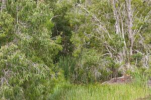 Lush opening in forest in Australia